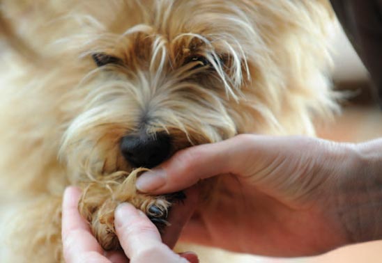 your-dog-will-my-dog-s-torn-nail-grow-back-dog-health-and-care