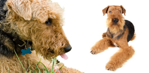Your Dog | Airedale Terrier Dog Breed Profile | Dog Breeds