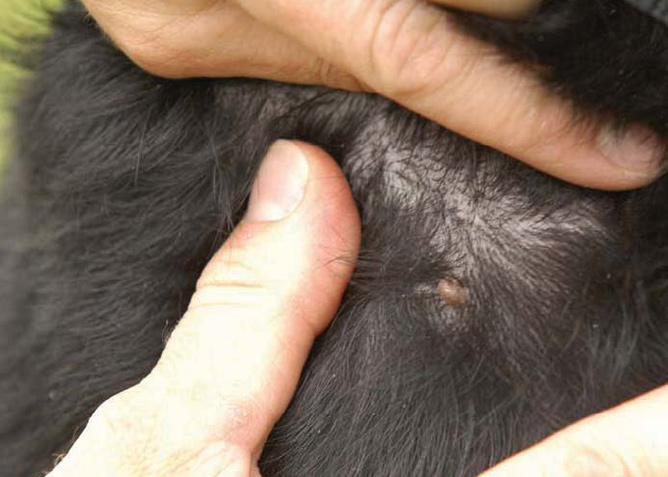 what do flea bite look like on humans #11